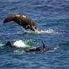 Gift voucher Montague Island Eco Adventure, Guided lighthouse tour + Guided snorkel tour
